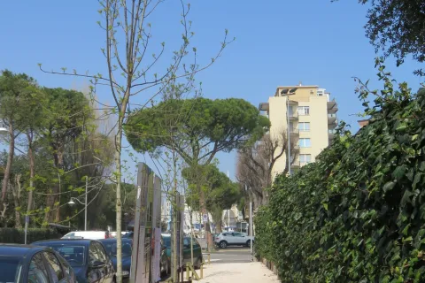 alberi_via_gioia_lions.jpg
