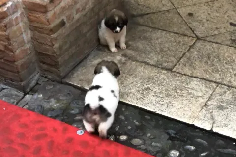 cagnolini_01.jpg