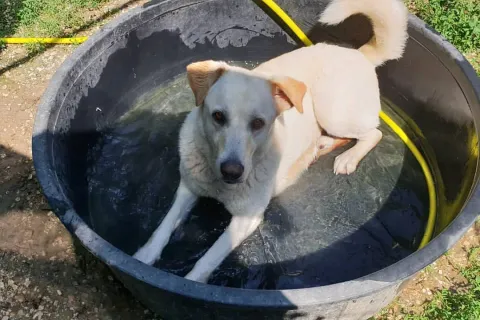 canile_caldo_piscinette.jpg