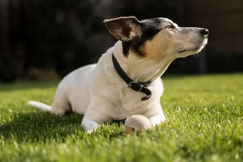 dog-4112950_960_720.jpg