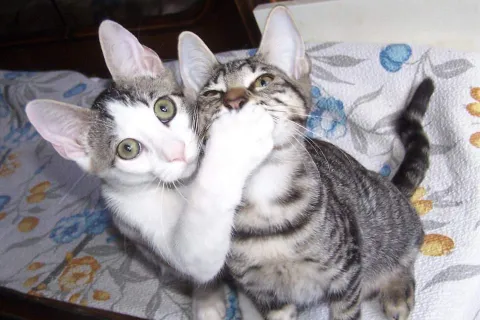 gatti_1.jpg