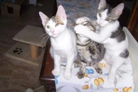 gatti_2.jpg
