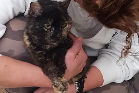 gattostella.jpg