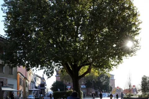 il_platano_di_piazza_malatesta_a74a2220.jpg
