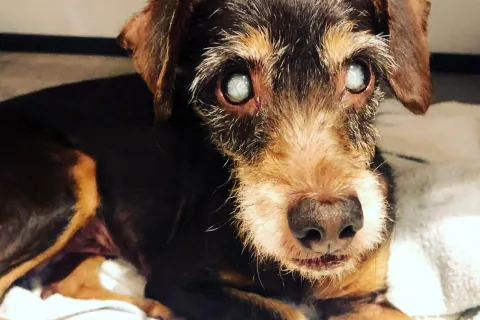lola.jpg