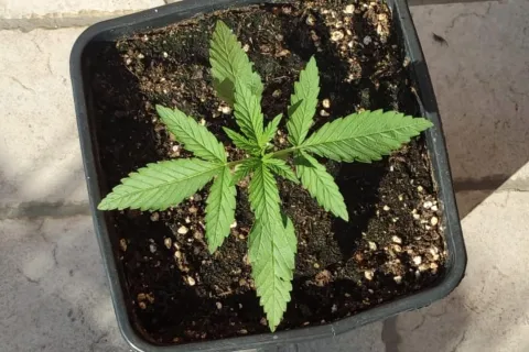 marijuana.jpg