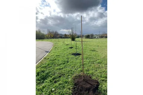 nuove_piantumazioni_festa_albero_c.jpg