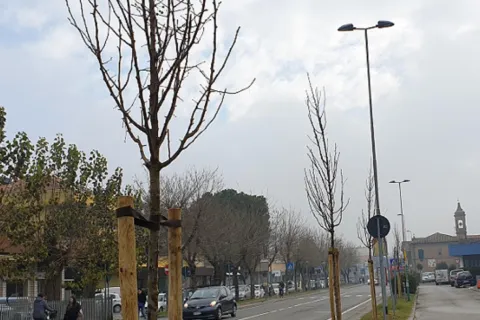 nuovi_alberi_flaminia_2.jpg