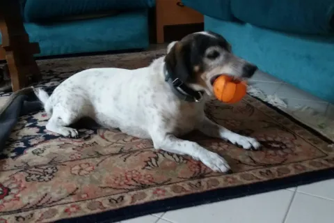 toby.jpg