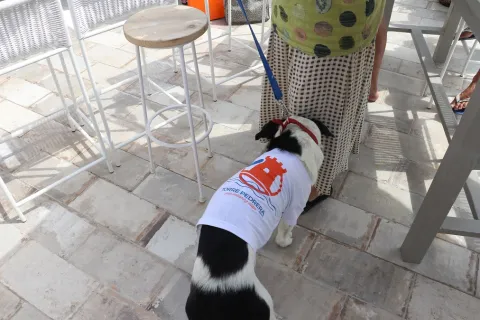 torre_pedrera_dog_friendly.jpg