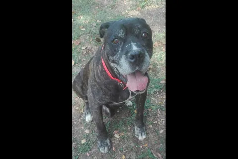 tyson.jpg