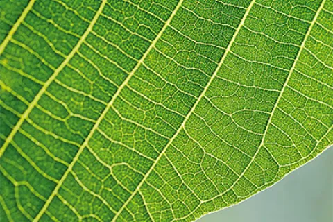 vivi-ilverde-thb.jpg