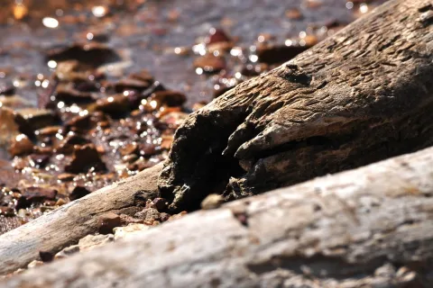 driftwood-203211_960_720_0.jpg
