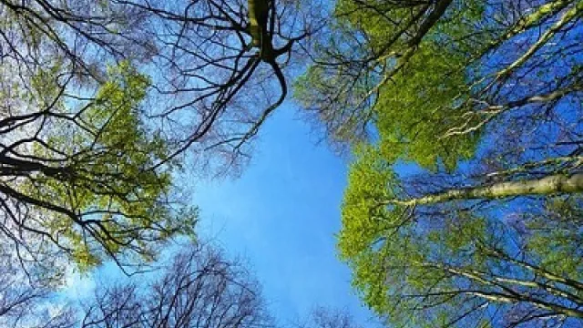 alberi
