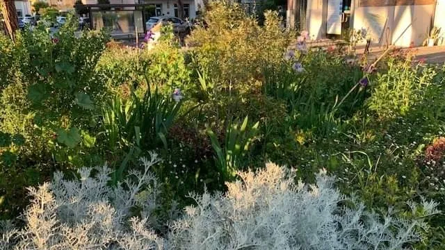 piante e fiori 