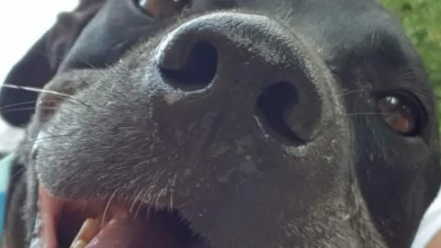 cane Laika