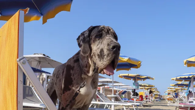 cani in spiaggia