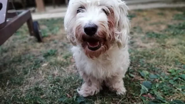cane Mario
