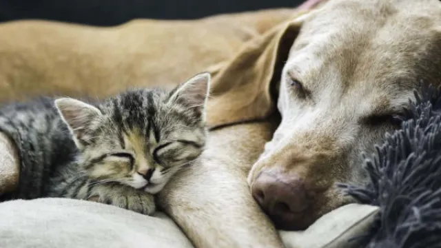 cane e gatto