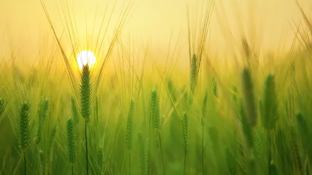 agricoltura