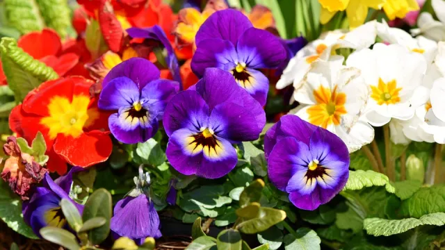 fiori
