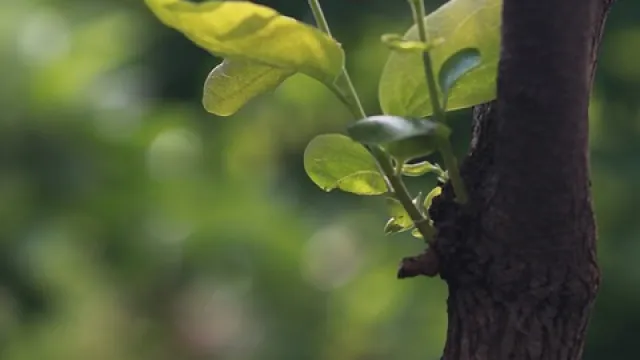 albero