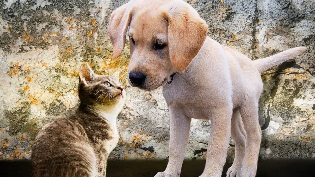 cane e gatto