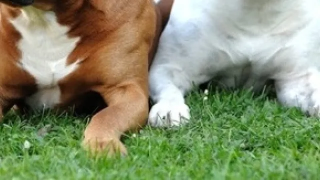zampe pitbull