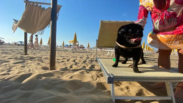 cane in spiaggia