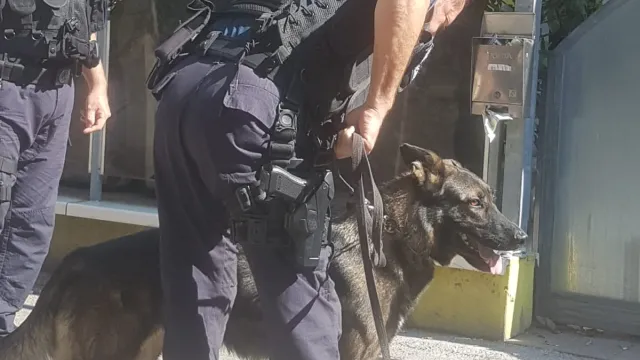 cane antidroga