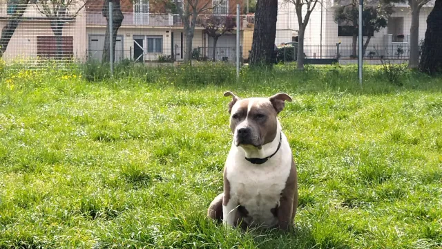 area cani