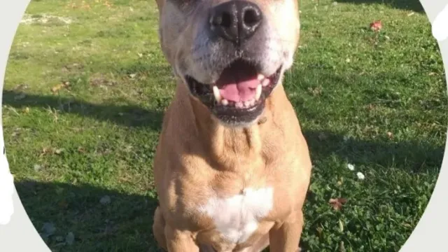 La pitbull Mya