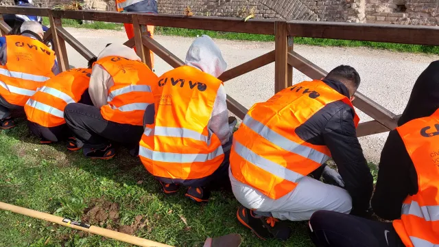 civivo zavatta