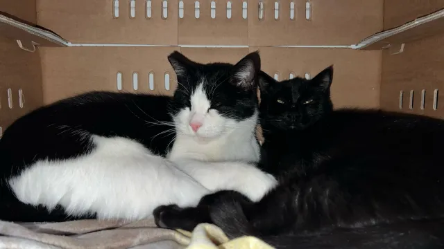 Gatti Sole e Luna