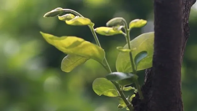 parco