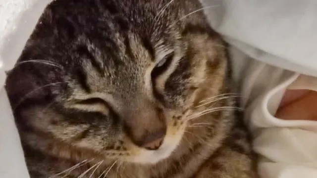 gatto covi