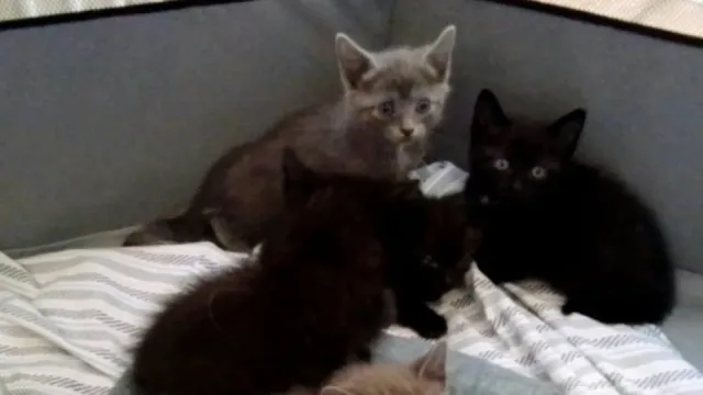 gatti abbandonati