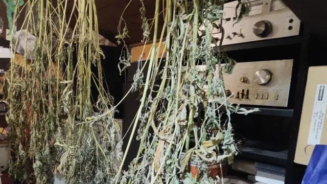 Marijuana coltivata in mansarda sequestro del 26 mag 25.jpeg