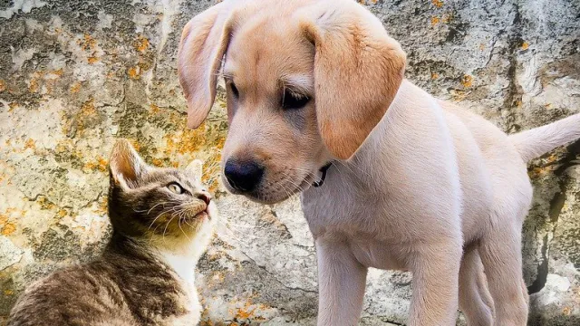 cane e gatto