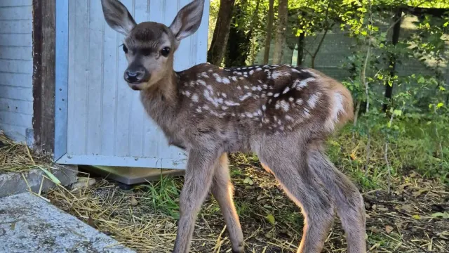 bambi