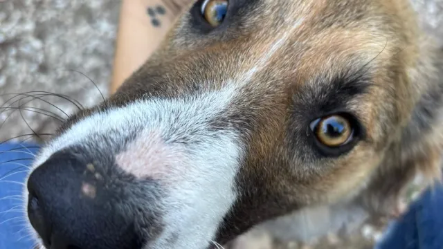 open day per Zoe - canile Stefano Cerni