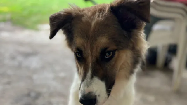 open day per Zoe - canile Stefano Cerni