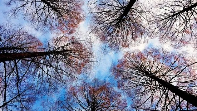 alberi