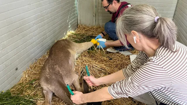 le cure dei volontari del CRAS