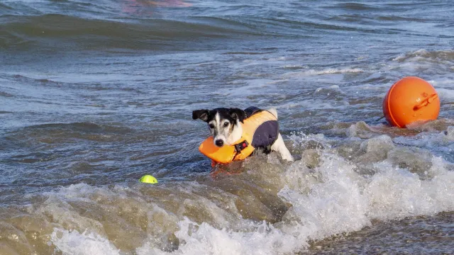 cane in acqua