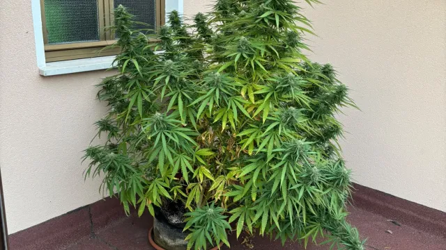 PIANTA DI MARIJUANA SEQUESTRTA DALLA PL