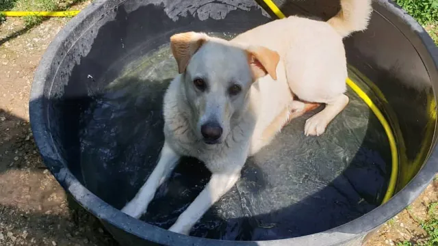canile_caldo_piscinette.jpg