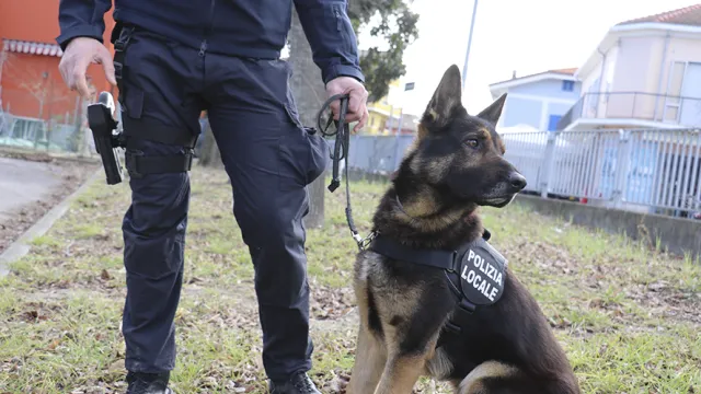 -jago_il_cane_antidroga_della_polizia_locale_in_azione_con_il_suo_conduttore_4_0.png