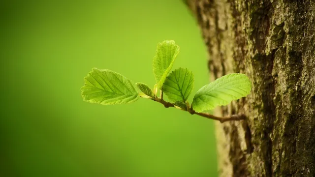 alberi.jpg