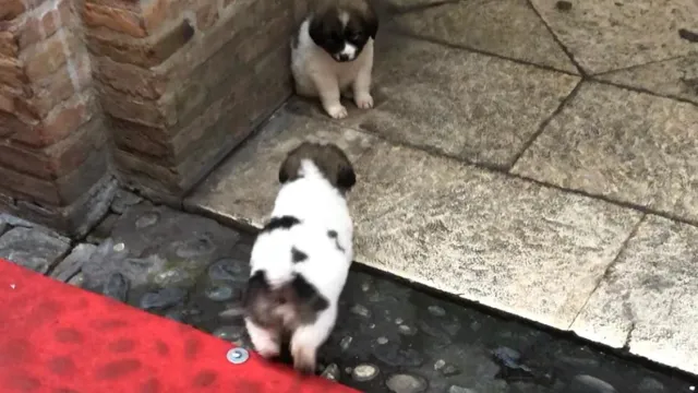 cagnolini_01_0.jpg